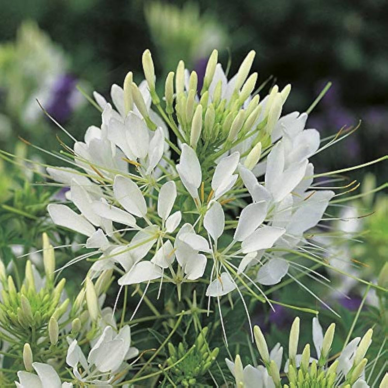RHS Cleome Helen Campbell Seeds 250 Seeds, Half Hardy Annual White Spider Flower | Flower Seeds | 5011775274072 5011775274072 | AllotMate Essentials