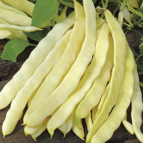 RHS Climbing French Bean Golden Gate Seeds | Vegetable Seeds | 24237 5.01178E+12 | AllotMate Essentials