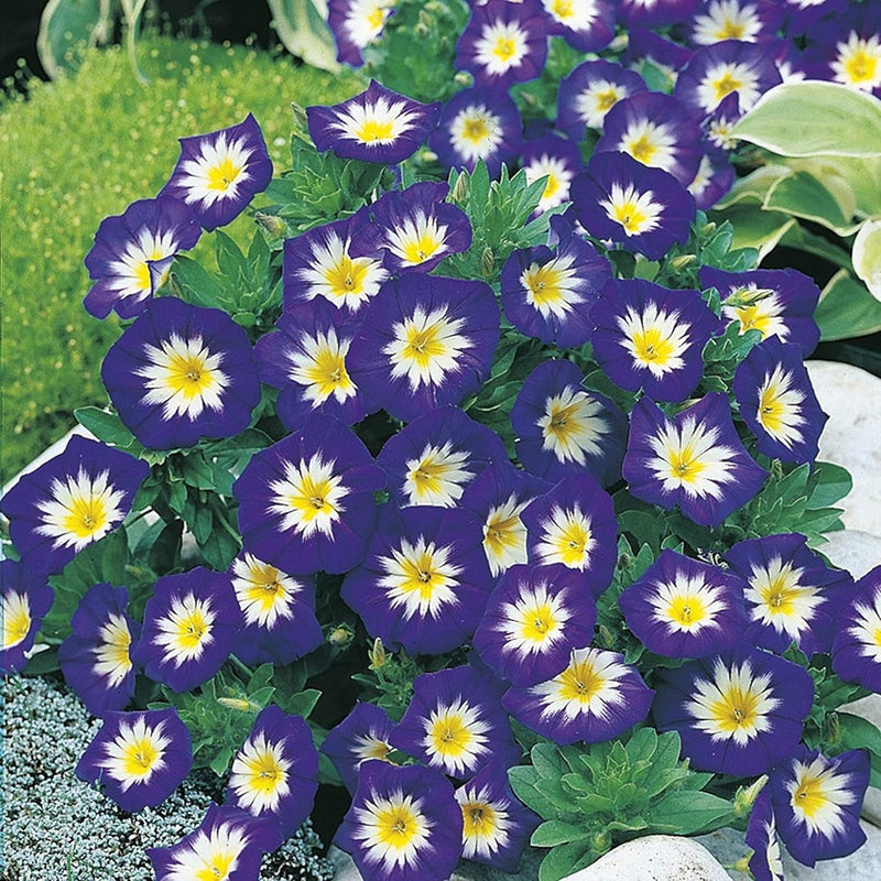 RHS Convolvulus Blue Ensign Seeds 100 Seeds, Hardy Annual Tri Colour Flower for Baskets and Containers | Flower Seeds | 5011775274089 5011775274089 | AllotMate Essentials