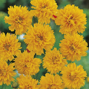 RHS Coreopsis Early Sunrise Seeds 200 Seeds, Hardy Perennial Yellow Double Flower | Flower Seeds | 5011775274096 5011775274096 | AllotMate Essentials