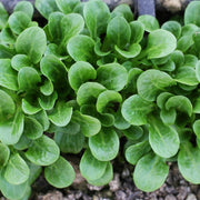 RHS Corn Salad Medaillon Seeds,500 Seeds, Award Winning Leaf Vegetable Seeds for Winter Harvests | Vegetable seeds | 5011775273518 5011775273518 | AllotMate Essentials