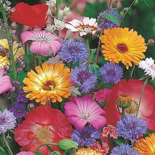 RHS Cottage Garden Easy Sow Seeds 20g Box | Flower Seeds | 5011775335759 5011775335759 | AllotMate Essentials