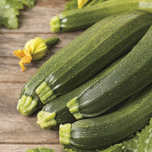 RHS Courgette Defender F1 Seeds 10 Seeds, Award Winning Vegetable Seeds for High Yield Crops | Vegetable seeds | 5011775273525 5011775273525 | AllotMate Essentials