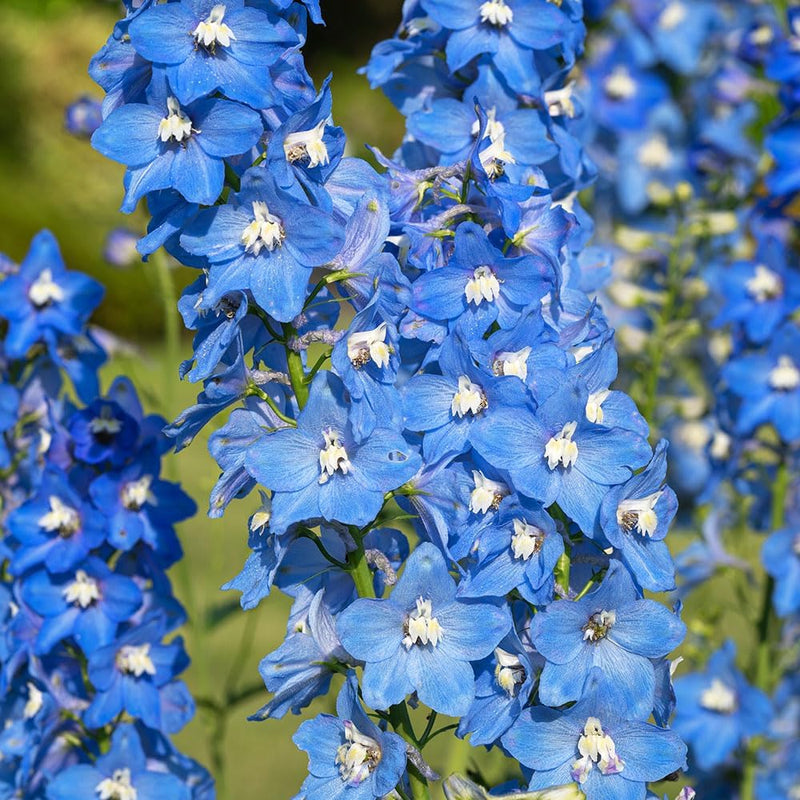 Now Rhs RHS Delphinium Centurion Sky Blue F1 Seeds 20 Seeds, Hardy Perennial ...