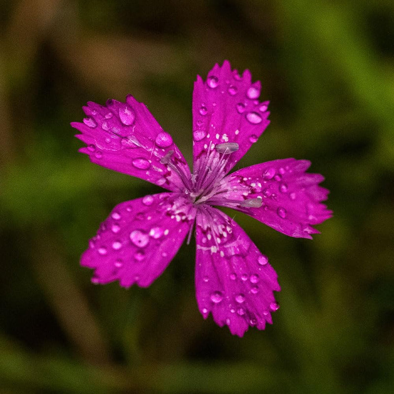 RHS Dianthus deltoides Seeds 200 Seeds, Hardy Perennial Maiden Pinks Ground Cover | Flower Seeds | 5011775274126 5011775274126 | AllotMate Essentials