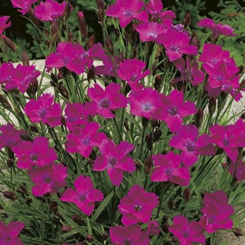 RHS Dianthus deltoides Seeds 200 Seeds, Hardy Perennial Maiden Pinks Ground Cover | Flower Seeds | 5011775274126 5011775274126 | AllotMate Essentials