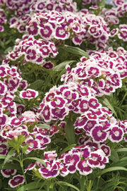 RHS Dianthus Hollandia Purple Crown Seeds 100 Seeds, Sweet William Hardy Perennial Flower | Flower Seeds | 5011775386966 5011775386966 | AllotMate Essentials