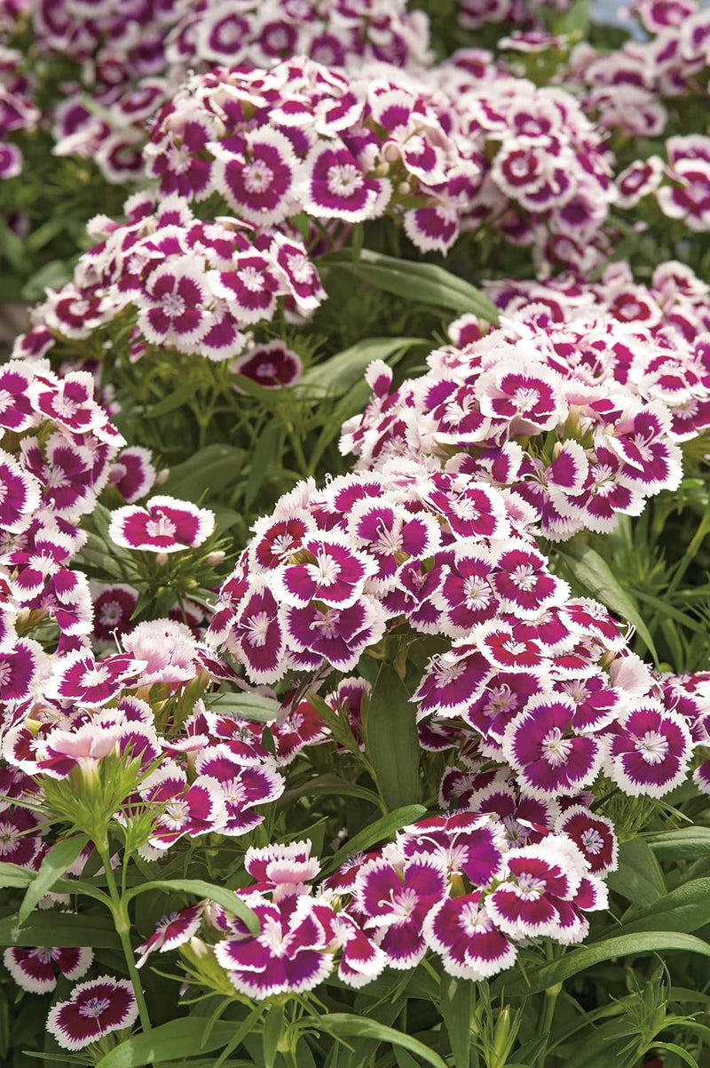 RHS Dianthus Hollandia Purple Crown Seeds 100 Seeds, Sweet William Hardy Perennial Flower | Flower Seeds | 5011775386966 5011775386966 | AllotMate Essentials