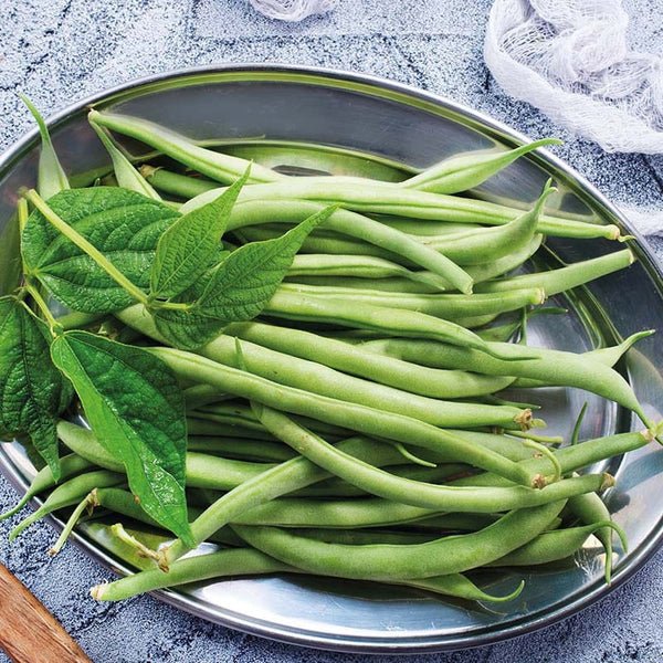 RHS Dwarf French Bean Elba Seeds | Vegetable Seeds | 32592 5011775325927 | AllotMate Essentials