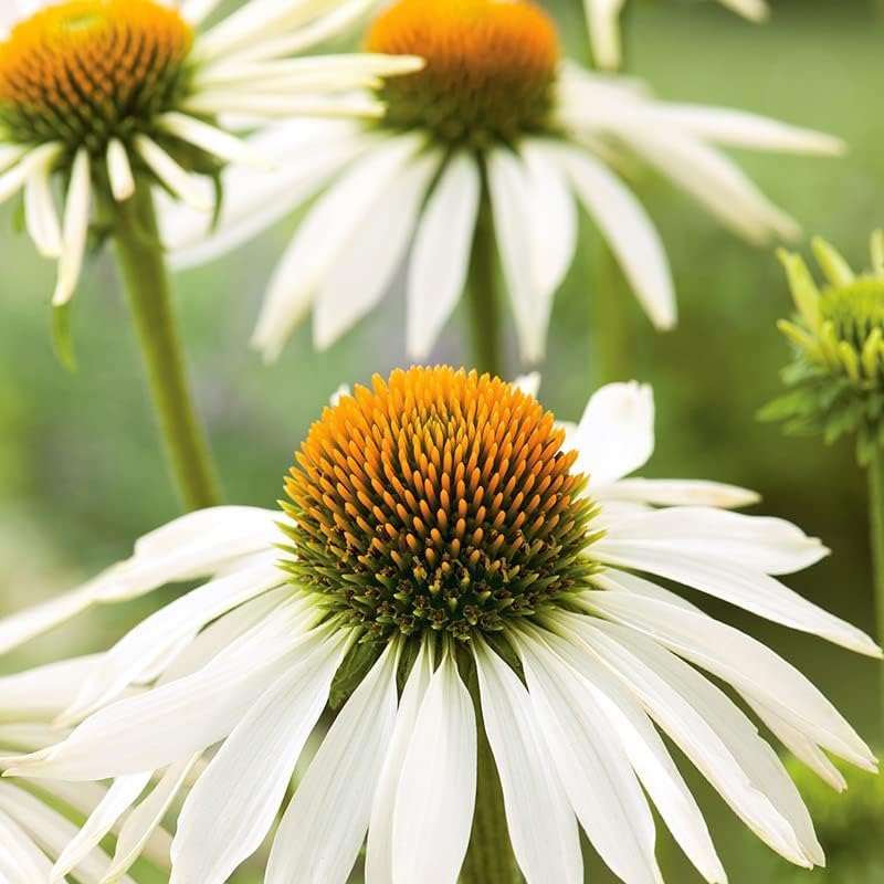 Now Rhs RHS Echinacea White Swan Seeds 50 Seeds, Hardy Perennial White ...