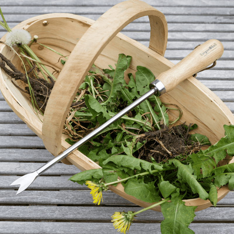 RHS Endorsed Stainless Steel Dandelion Weeder by Burgon & Ball | Hand weeding tool | GTH/SDWRHS 5019360008545 | AllotMate Essentials