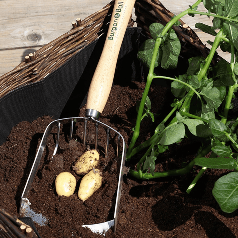 RHS Endorsed Stainless Steel Potato Harvesting Scoop by Burgon & Ball | Potato harvesting tool | GTH/POTSCOOPRHS 5019360008576 | AllotMate Essentials
