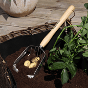 RHS Endorsed Stainless Steel Potato Harvesting Scoop by Burgon & Ball | Potato harvesting tool | GTH/POTSCOOPRHS 5019360008576 | AllotMate Essentials