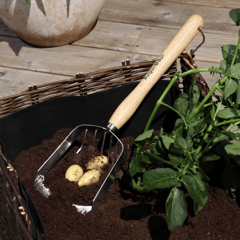 RHS Endorsed Stainless Steel Potato Harvesting Scoop by Burgon & Ball | Potato harvesting tool | GTH/POTSCOOPRHS 5019360008576 | AllotMate Essentials