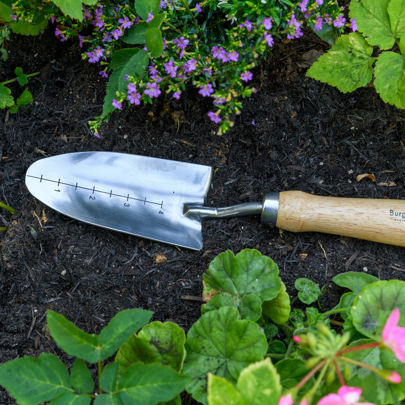RHS Endorsed Stainless Steel Transplanter by Burgon & Ball | Hand transplanter | GTH/STPRHS 5019360008415 | AllotMate Essentials