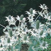 RHS Eryngium Silver Ghost Seeds 50 Seeds, Hardy Perennial Sea Holly | Flower Seeds | 5011775274140 5011775274140 | AllotMate Essentials