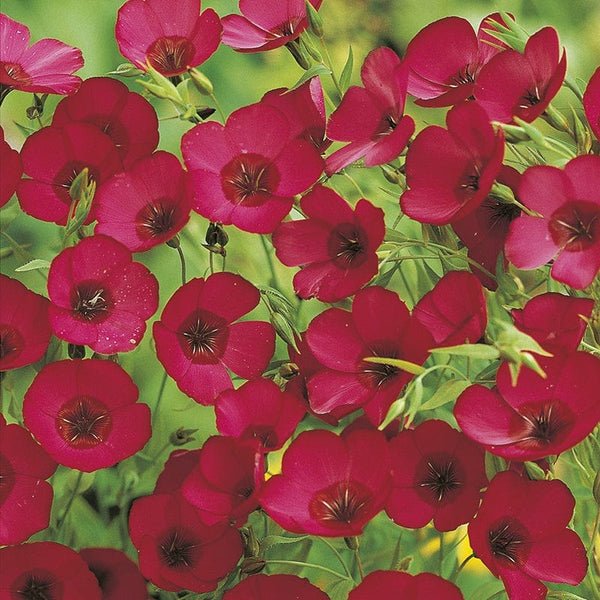 RHS Flax Scarlet Linum Seeds 500 Seeds, Hardy Annual Red Flower | Flower Seeds | 5011775274157 5011775274157 | AllotMate Essentials