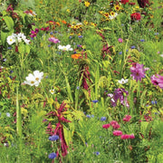 RHS Flowers For Birds Easy Sow Seeds 20g Box | Flower Seeds | 5011775335766 5011775335766 | AllotMate Essentials