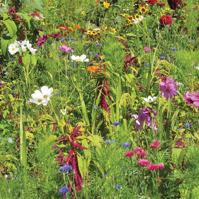 RHS Flowers For Birds Easy Sow Seeds 20g Box | Flower Seeds | 5011775335766 5011775335766 | AllotMate Essentials