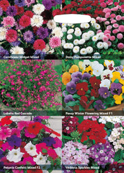 RHS Flowers for Containers Seed Collection 6 Colourful Container Varieties | Flower Seeds | 5011775290355 5011775290355 | AllotMate Essentials