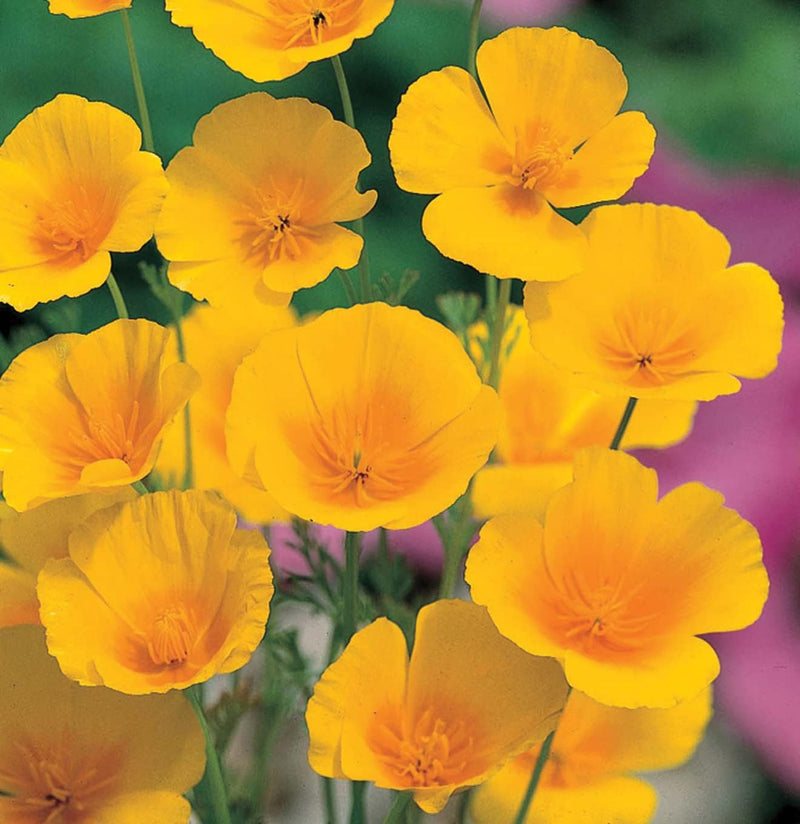 RHS Flowers for Drought Resistance Seed Collection 6 Heat Tolerant Varieties | Flower Seeds | 5011775290379 5011775290379 | AllotMate Essentials