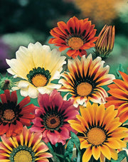 RHS Flowers for Drought Resistance Seed Collection 6 Heat Tolerant Varieties | Flower Seeds | 5011775290379 5011775290379 | AllotMate Essentials