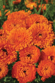 RHS Flowers for Drought Resistance Seed Collection 6 Heat Tolerant Varieties | Flower Seeds | 5011775290379 5011775290379 | AllotMate Essentials