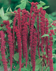 RHS Flowers for Drought Resistance Seed Collection 6 Heat Tolerant Varieties | Flower Seeds | 5011775290379 5011775290379 | AllotMate Essentials