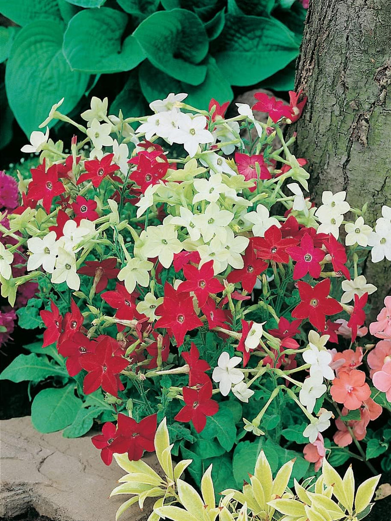 RHS Flowers for Fragrance Seed Collection 6 Scented Varieties | Flower Seeds | 5011775290393 5011775290393 | AllotMate Essentials