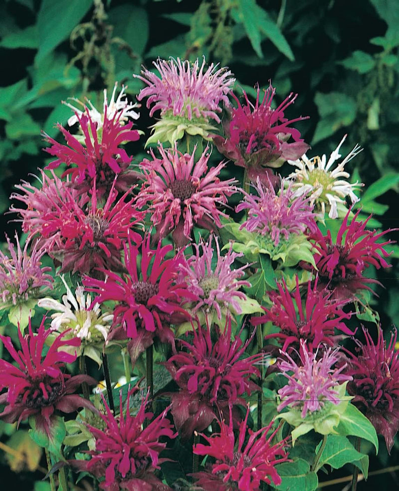 RHS Flowers for Fragrance Seed Collection 6 Scented Varieties | Flower Seeds | 5011775290393 5011775290393 | AllotMate Essentials