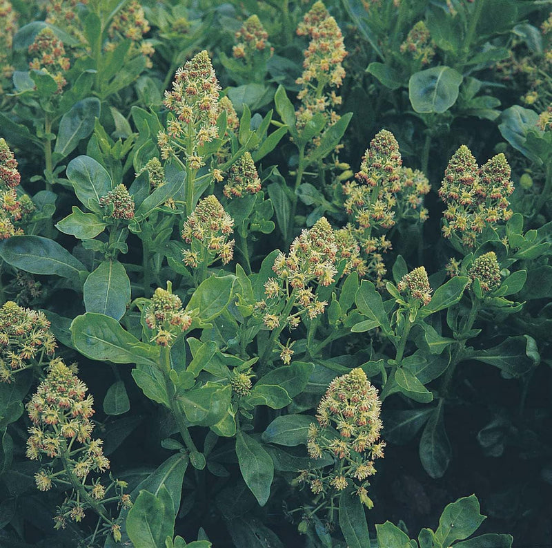 RHS Flowers for Fragrance Seed Collection 6 Scented Varieties | Flower Seeds | 5011775290393 5011775290393 | AllotMate Essentials