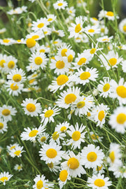 RHS Flowers for Fragrance Seed Collection 6 Scented Varieties | Flower Seeds | 5011775290393 5011775290393 | AllotMate Essentials