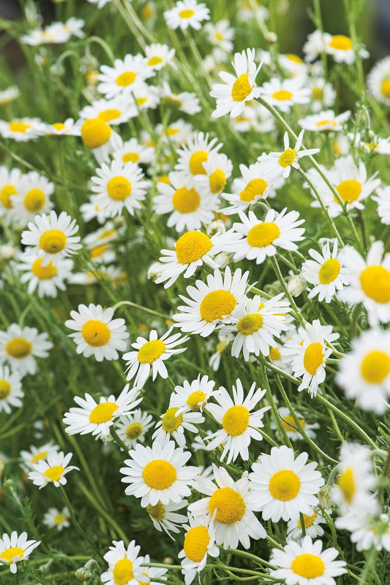 RHS Flowers for Fragrance Seed Collection 6 Scented Varieties | Flower Seeds | 5011775290393 5011775290393 | AllotMate Essentials