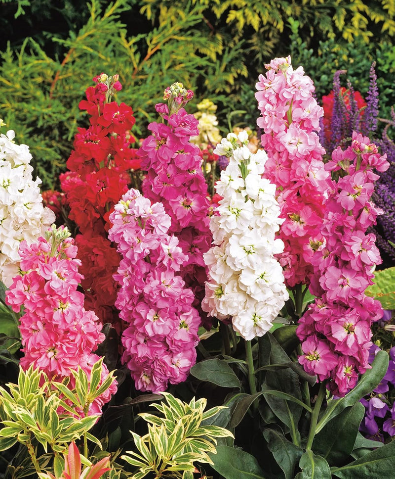 RHS Flowers for Fragrance Seed Collection 6 Scented Varieties | Flower Seeds | 5011775290393 5011775290393 | AllotMate Essentials