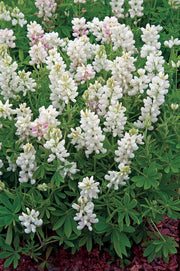 RHS Flowers for Fragrance Seed Collection 6 Scented Varieties | Flower Seeds | 5011775290393 5011775290393 | AllotMate Essentials