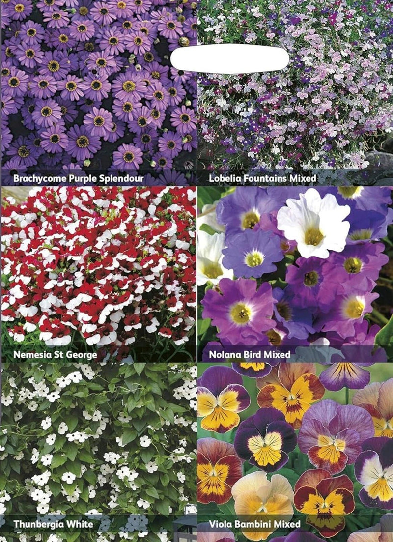 RHS Flowers for Hanging Baskets Seed Collection 6 Trailing Varieties | Flower Seeds | 5011775290409 5011775290409 | AllotMate Essentials