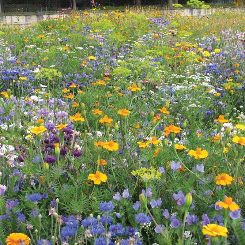 RHS Flowers For Insects Easy Sow Seeds 20g Box | Flower Seeds | 5011775335773 5011775335773 | AllotMate Essentials