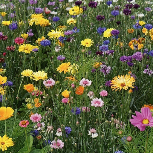 RHS Flowers For Wildlife Bright Mix Easy Sow Seeds 20g Box | Flower Seeds | 5011775335780 5011775335780 | AllotMate Essentials