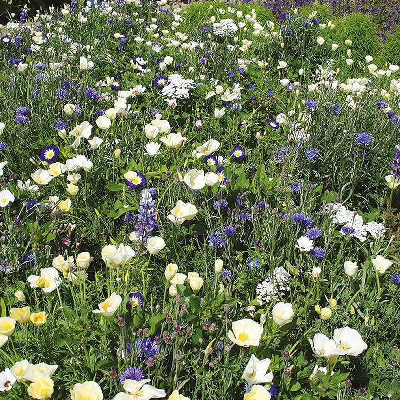 RHS Flowers For Wildlife Cool Mix Easy Sow Seeds 20g Box | Flower Seeds | 5011775335742 5011775335742 | AllotMate Essentials