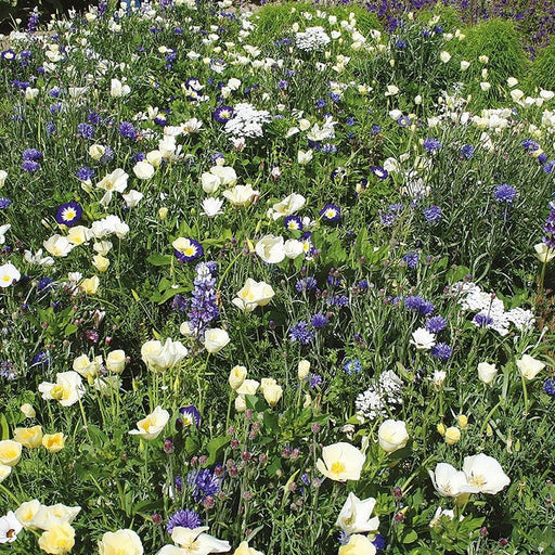 RHS Flowers For Wildlife Cool Mix Easy Sow Seeds 20g Box | Flower Seeds | 5011775335742 5011775335742 | AllotMate Essentials
