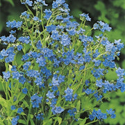 RHS Forget Me Not Chinese Seeds 300 Seeds, Hardy Annual Blue Flower | Flower Seeds | 5011775274164 5011775274164 | AllotMate Essentials