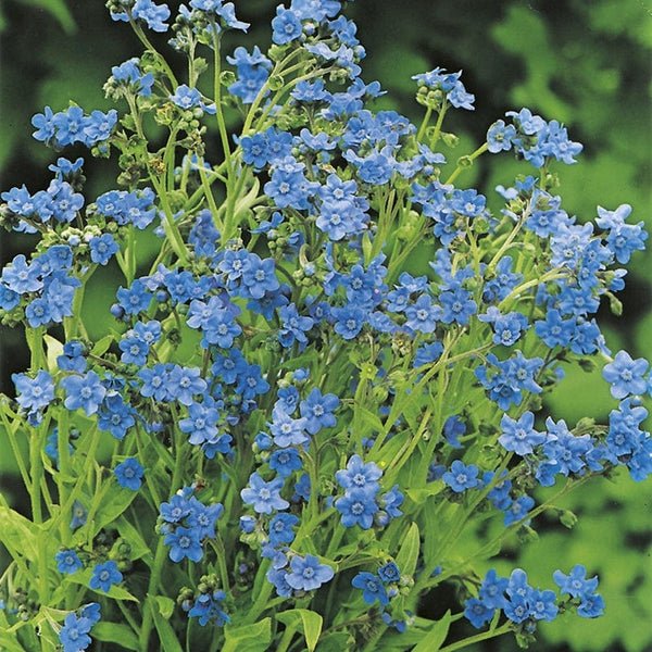 RHS Forget Me Not Chinese Seeds 300 Seeds, Hardy Annual Blue Flower | Flower Seeds | 5011775274164 5011775274164 | AllotMate Essentials