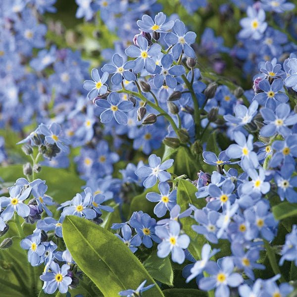 RHS Forget Me Not Ultramarine Seeds 300 Seeds, Hardy Biennial Blue Cottage Flower | Flower Seeds | 5011775274171 5011775274171 | AllotMate Essentials