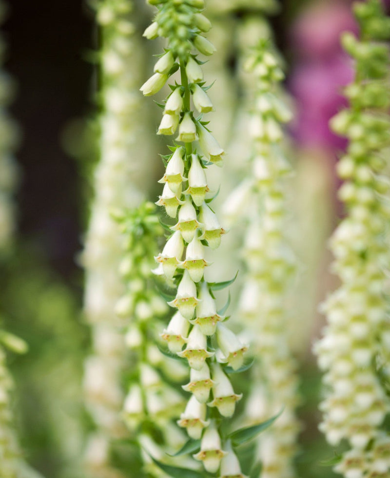 Yellow Rhs Post RHS Foxglove Lutea Seeds 1000 Seeds, Hardy Perennial Yellow Digitalis ...