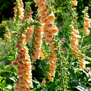 RHS Foxglove Suttons Apricot Seeds 2500 Seeds, Hardy Biennial Digitalis purpurea | Flower Seeds | 5011775274188 5011775274188 | AllotMate Essentials