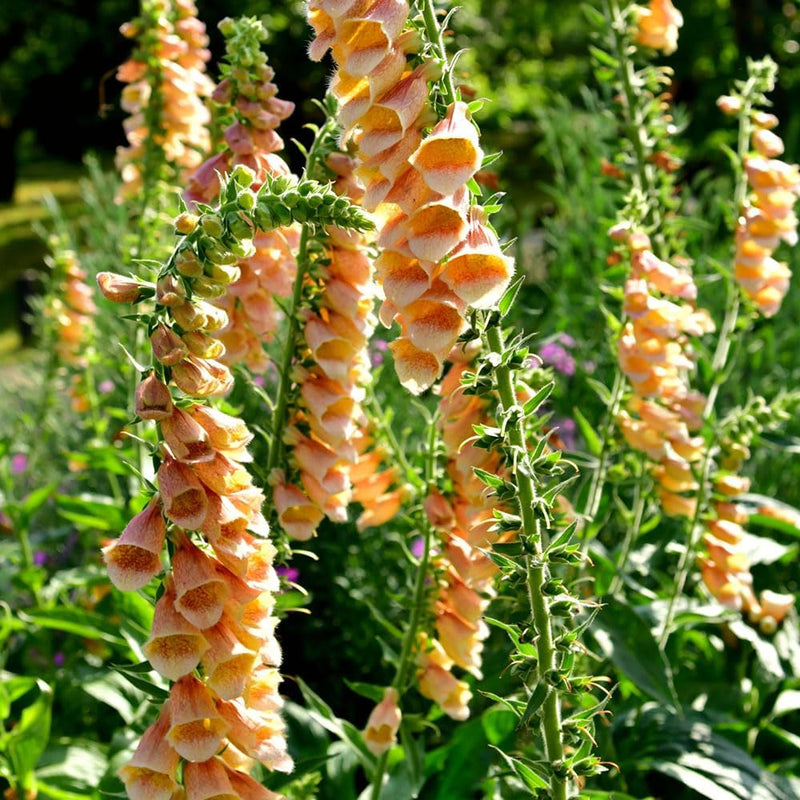 RHS Foxglove Suttons Apricot Seeds 2500 Seeds, Hardy Biennial Digitalis purpurea | Flower Seeds | 5011775274188 5011775274188 | AllotMate Essentials