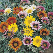 RHS Gazania Talent Mixed Seeds 25 Seeds, Half Hardy Perennial Sun Loving Flowers | Flower Seeds | 5011775274195 5011775274195 | AllotMate Essentials