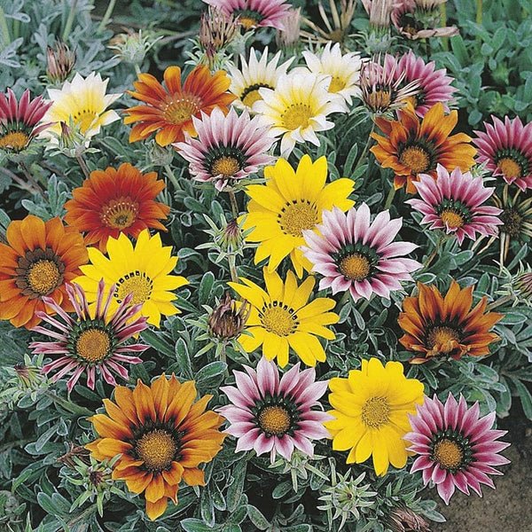 RHS Gazania Talent Mixed Seeds 25 Seeds, Half Hardy Perennial Sun Loving Flowers | Flower Seeds | 5011775274195 5011775274195 | AllotMate Essentials