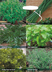 RHS Herbs for Containers Collection 6 Varieties, Curated Herb Seed Collection for Pots and Patios | Herb Seeds | 5011775290430 5011775290430 | AllotMate Essentials
