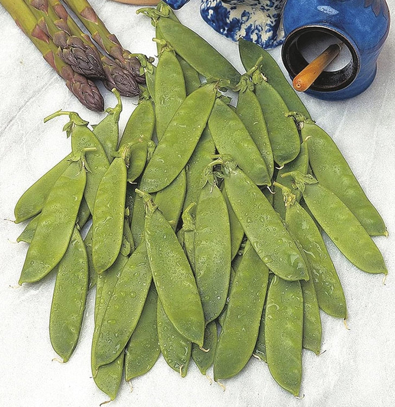 RHS Pea Mangetout Delikata Seeds, 150 Seeds | Vegetable Seeds | 24957 5011775273853 | AllotMate Essentials